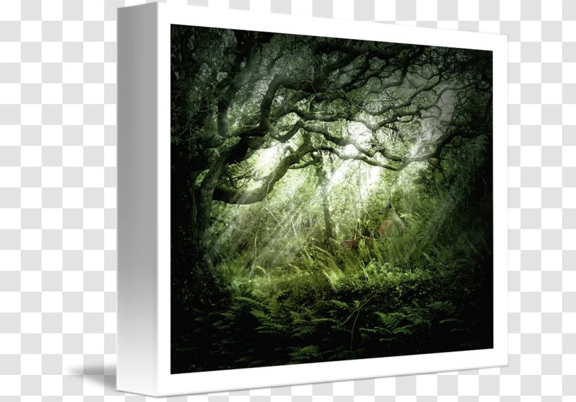 Tree Landscape Desktop Wallpaper Biome Stock Photography - Dark Wood Transparent PNG