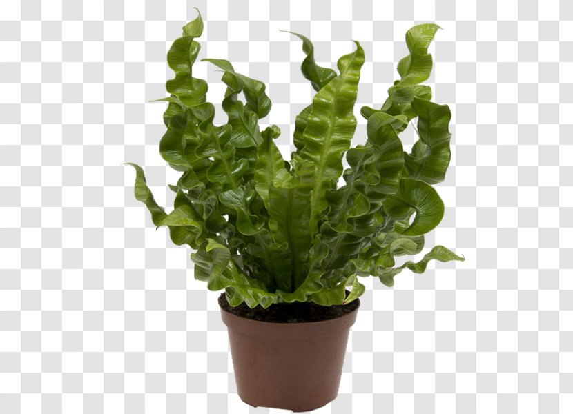 Asplenium Antiquum Nidus Houseplant Vascular Plant - Leaf Transparent PNG