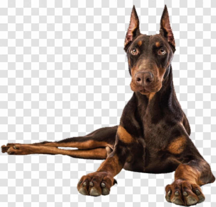 Dobermann German Pinscher Manchester Terrier Dog Breed Guard - Puppy Transparent PNG