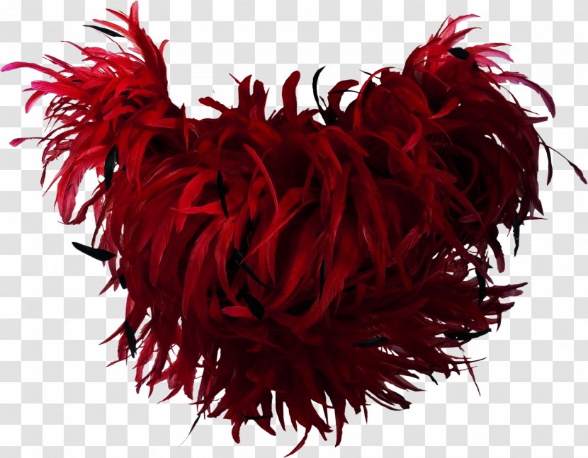 Feather Boa Bird Red - Drawing Transparent PNG