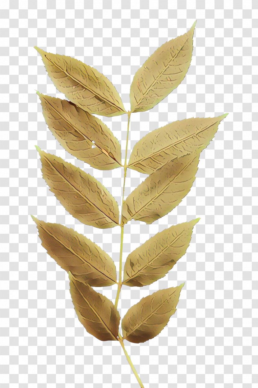 Leaf Plant Flower Tree Flowering Transparent PNG