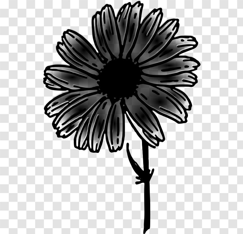 Clip Art Drawing Common Daisy Image - Line - Botany Transparent PNG