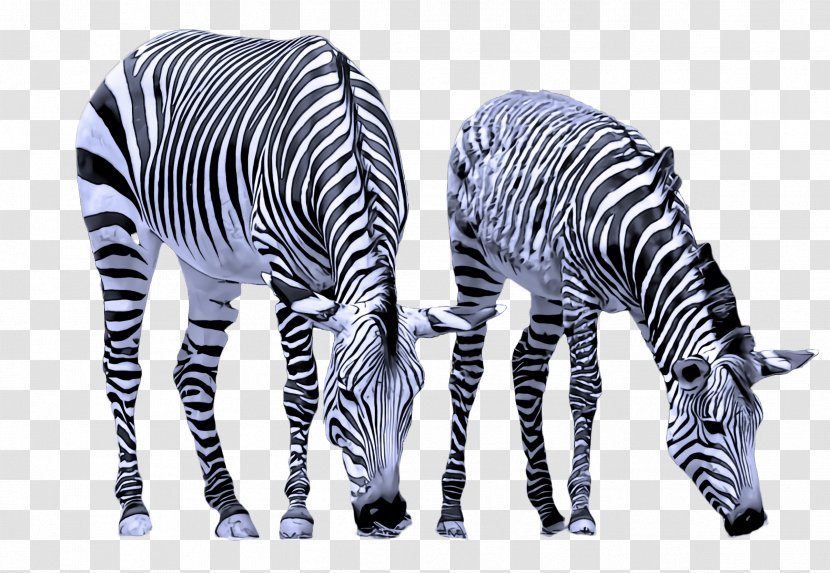 Zebra Wildlife Animal Figure Black-and-white - Blackandwhite Transparent PNG
