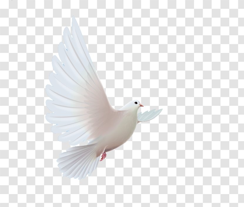 Homing Pigeon Bird Columbidae Icon - Feather Transparent PNG