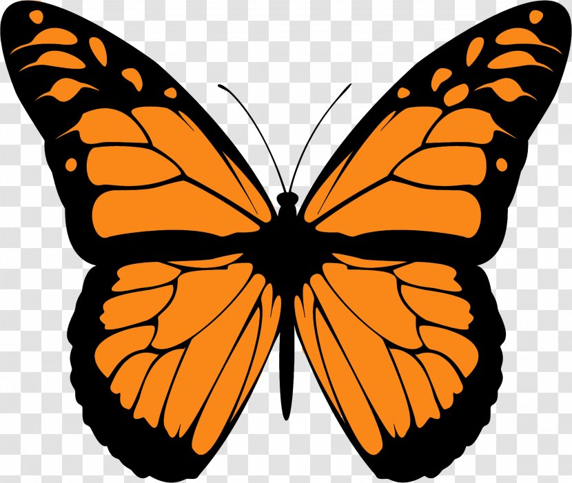 Monarch Butterfly Drawing Animal Migration Clip Art - Cartoon Transparent PNG
