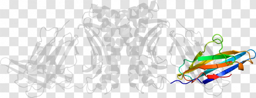 Graphic Design Line Art Clip - Cartoon - Major Histocompatibility Complex Transparent PNG