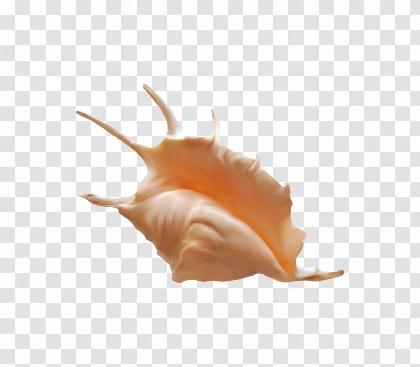 Sea Snail Conch - Peach - Orange Beautiful Transparent PNG