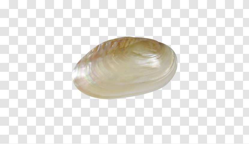 Clam Cockle Oyster Mussel Seashell - Fresh Water Transparent PNG
