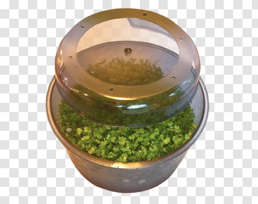 Broccoli Sprouts Red Clover Alfalfa Sprouting Leaf Vegetable - Seed - Gourmet Kitchen Transparent PNG