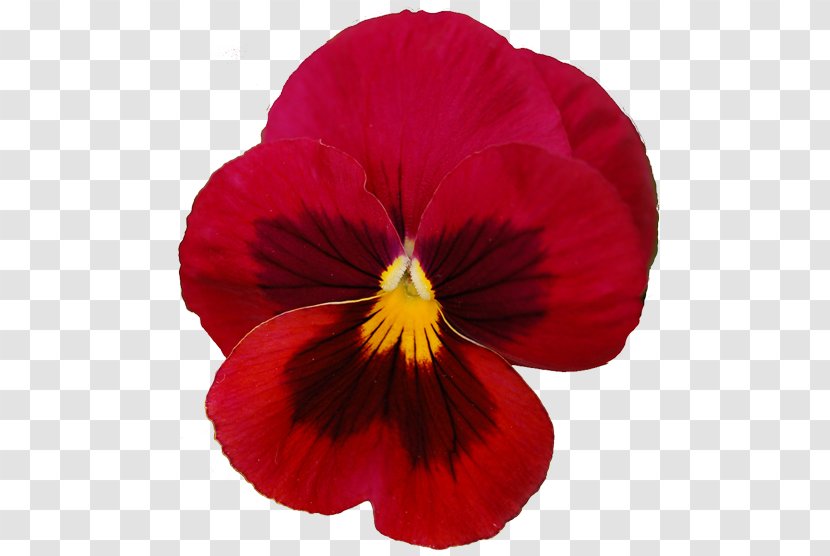 Pansy Violet Flower Red Clip Art - Violaceae - Realistic Flowers Cliparts Transparent PNG
