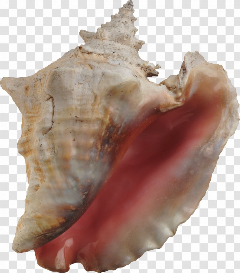 Conch Seashell Hotel Essay Travel Transparent PNG