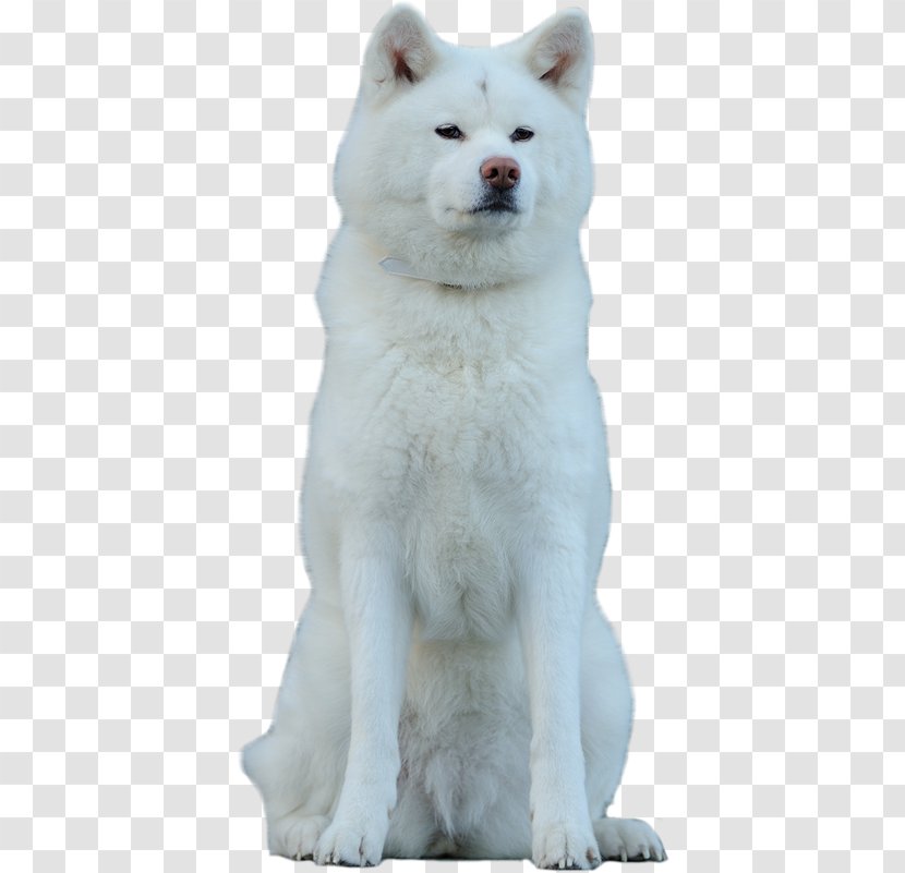 Pungsan Dog Akita Canadian Eskimo Hokkaido Kishu - Sesame Transparent PNG