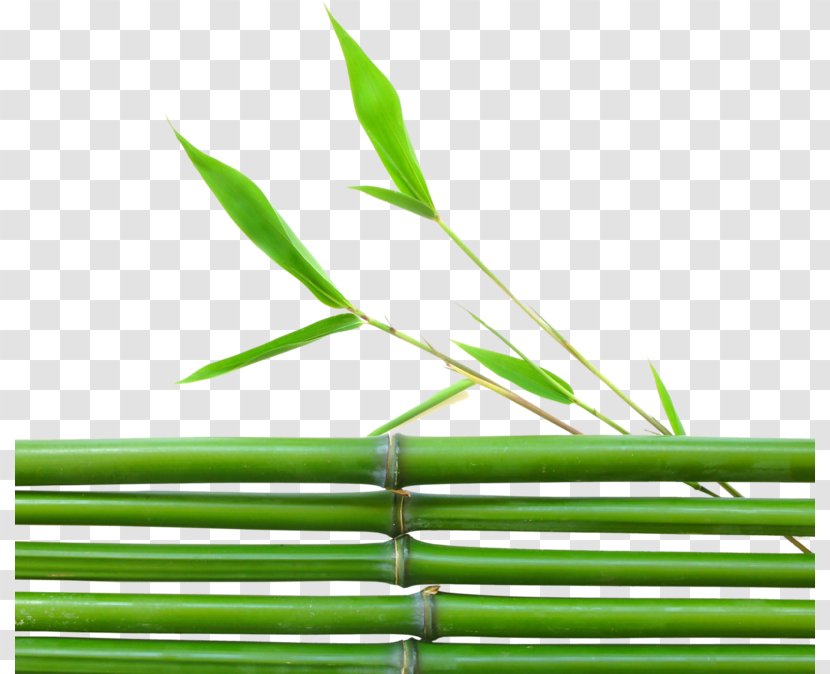 Tropical Woody Bamboos Leaf Grasses Lucky Bamboo Plant Transparent PNG