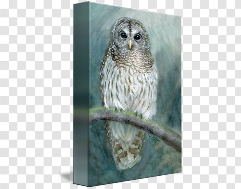 Owl Fauna Beak - Bird - Barred Transparent PNG