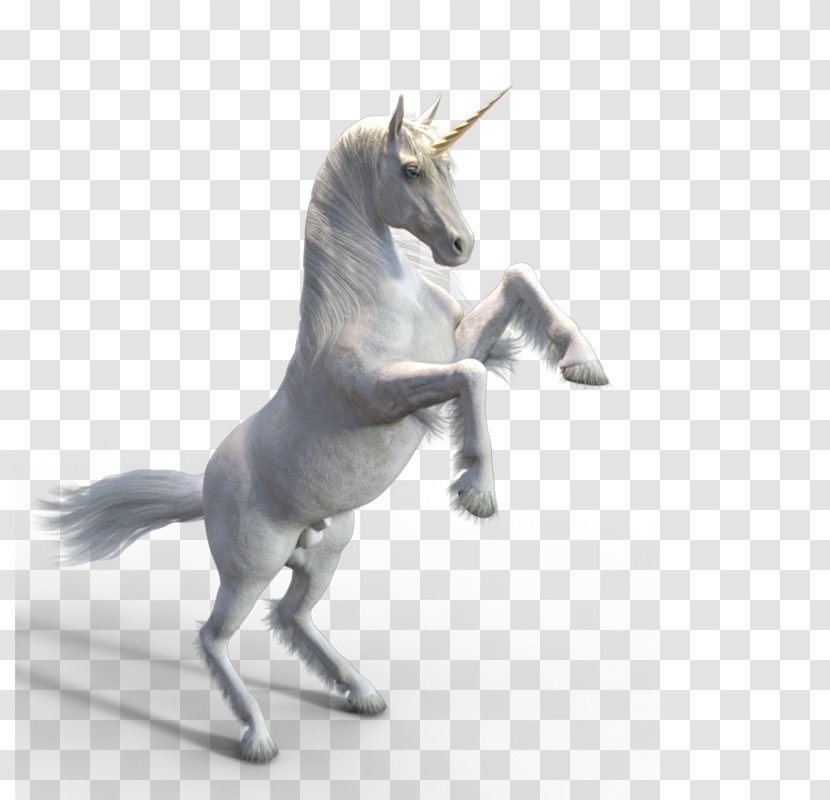 White Unicorn - Horse Like Mammal - Display Resolution Transparent PNG