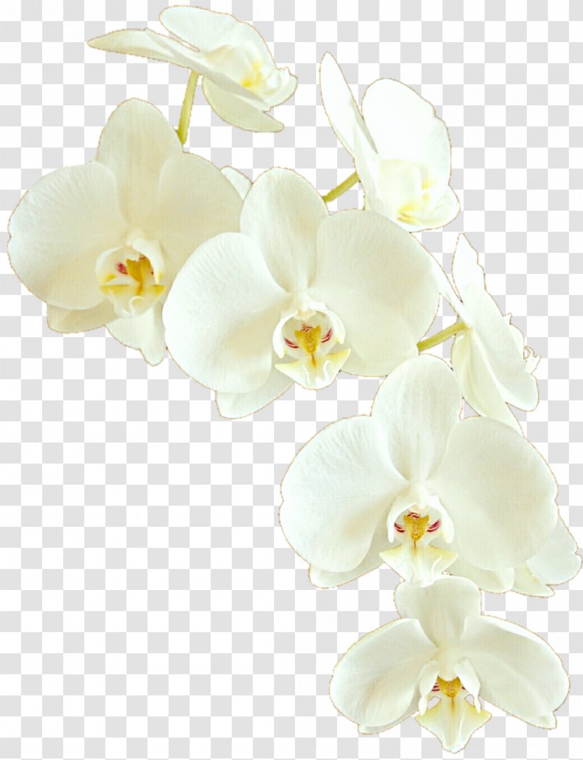 Moth Orchids Cut Flowers Transparent PNG