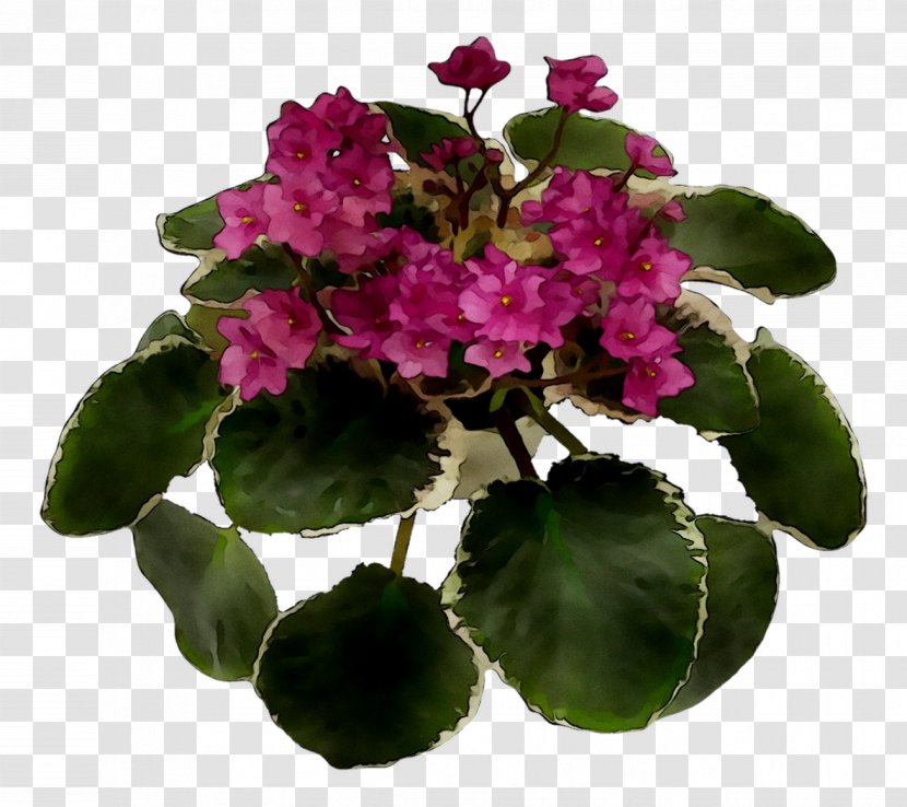 Annual Plant Flowerpot Herbaceous Houseplant Violet - Gesneriad Family - Geranium Transparent PNG