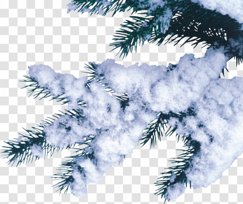 Fir Pine Spruce Snow - Christmas Tree Transparent PNG