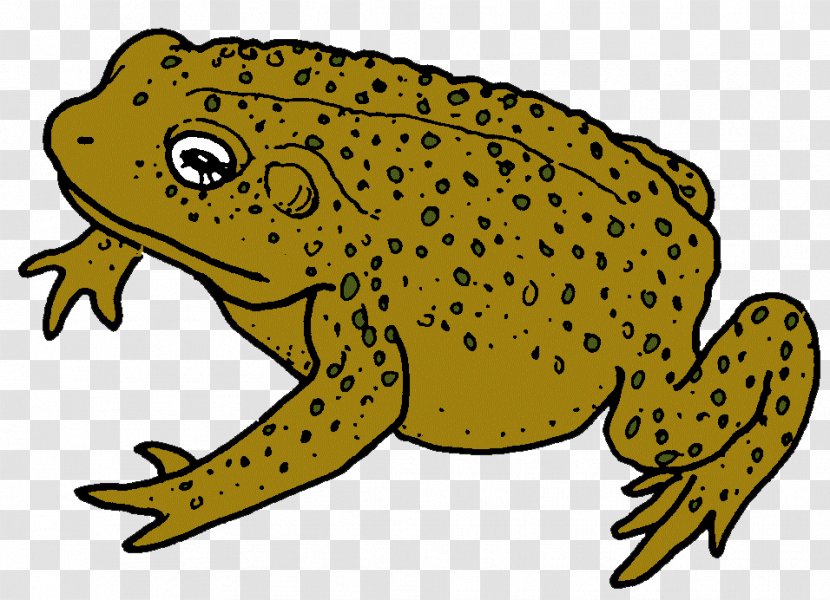 American Bullfrog True Frog Toad Reptile - Organism Transparent PNG