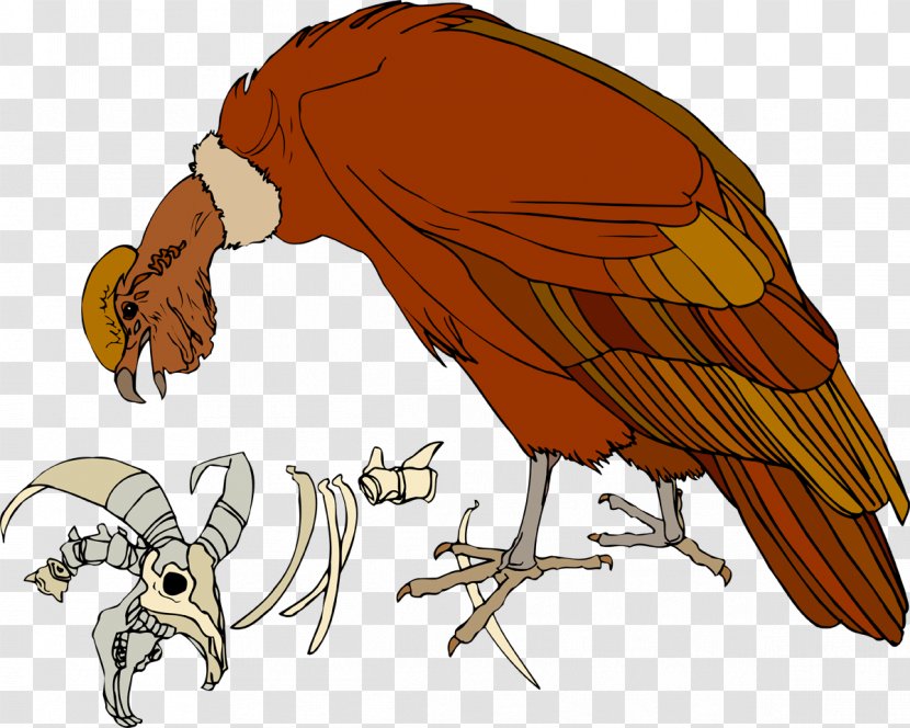 Bird Of Prey Parrot Chicken Beak - Pet - Vulture Transparent PNG