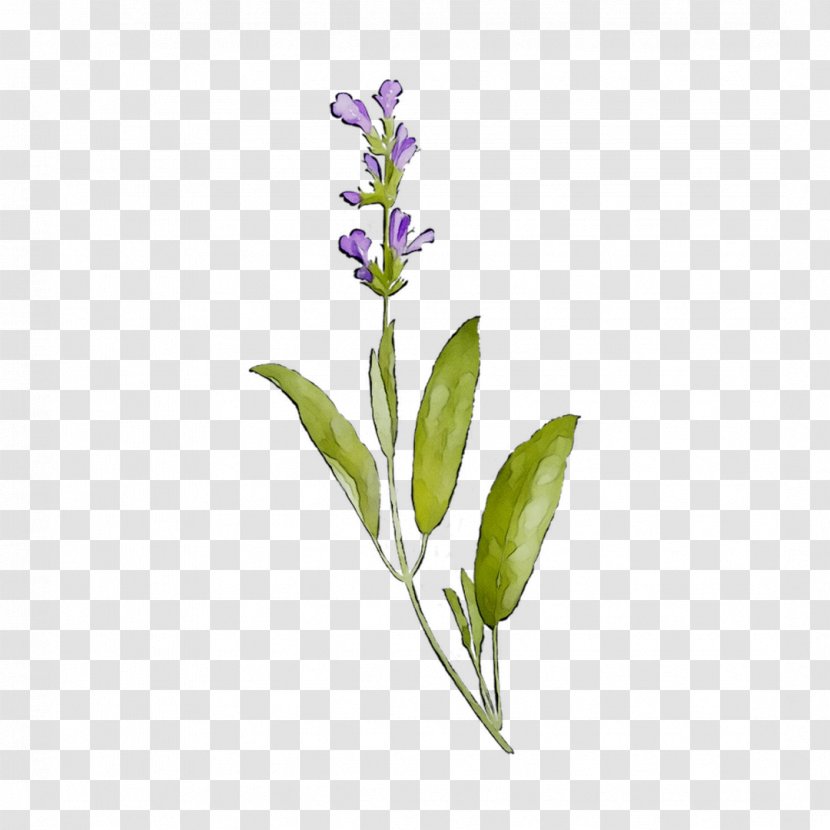 Lavender Common Sage Plant Stem Plants Transparent PNG