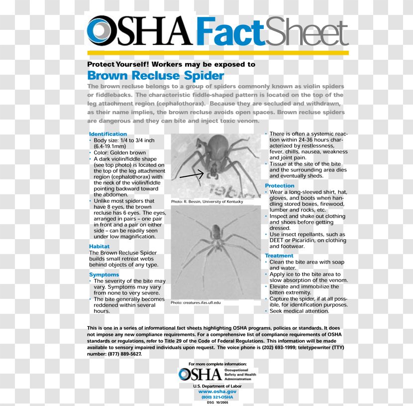 Brown Recluse Spider Pest Control Bite Exterminator - Occupational Safety And Health Administration Transparent PNG