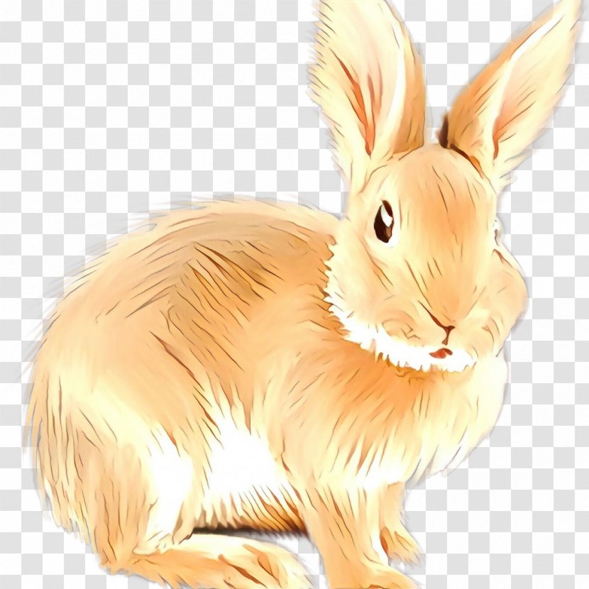 Domestic Rabbit Hare Whiskers Fauna - Mammal Transparent PNG