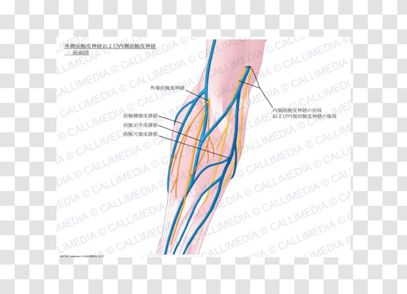 Thumb Medial Cutaneous Nerve Of Forearm Basilic Vein - Tree - 3d Box Transparent PNG