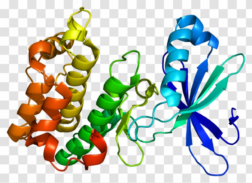 AMP-activated Protein Kinase PRKAA2 Kinase, AMP-activated, Alpha 1 - Subunit - Gene Transparent PNG