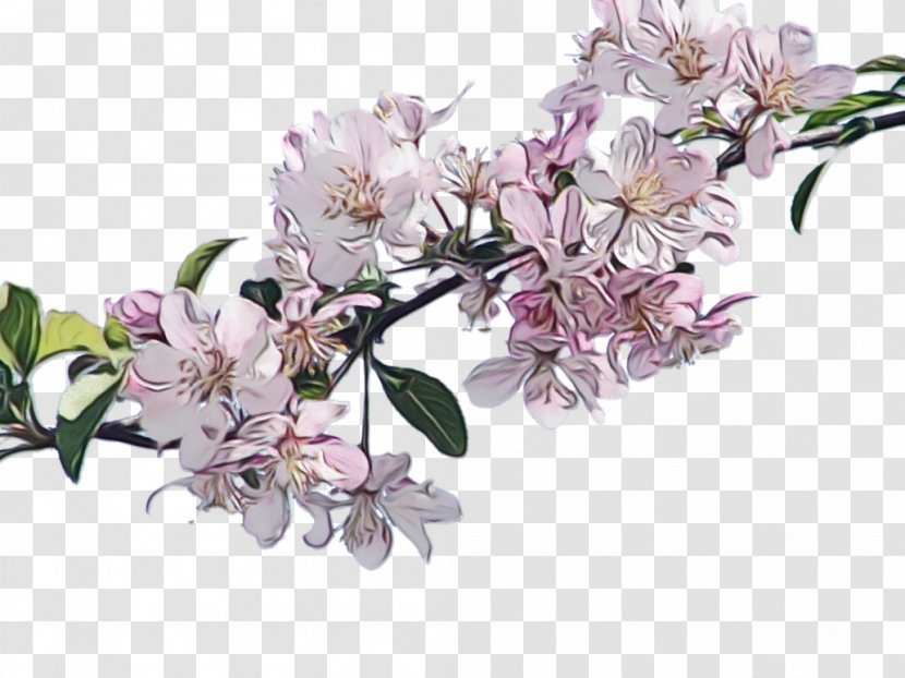 Cherry Blossom Tree Drawing - Rhododendron Twig Transparent PNG
