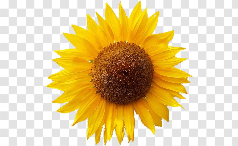 Clip Art Common Sunflower Free Content Image - Ifwe - Giorgia Zanuso Artista Transparent PNG