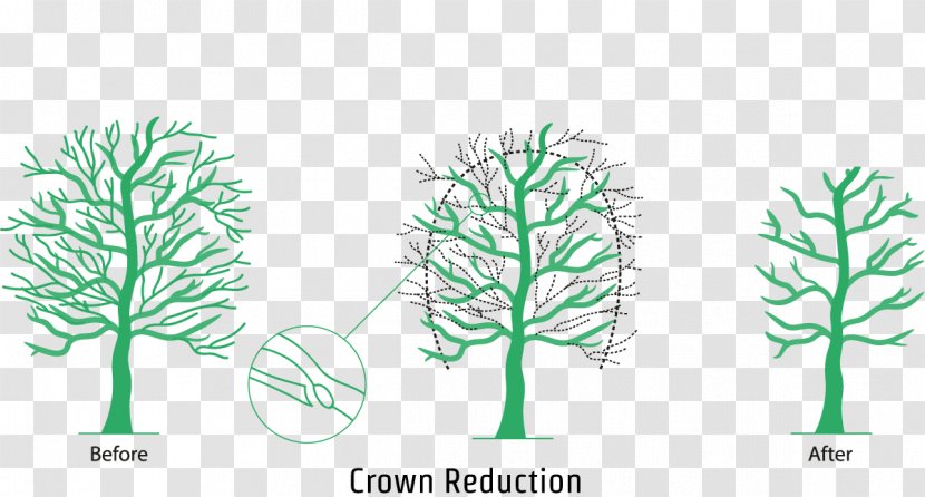 Branch Crown Pruning Leaf Tree - Organism Transparent PNG