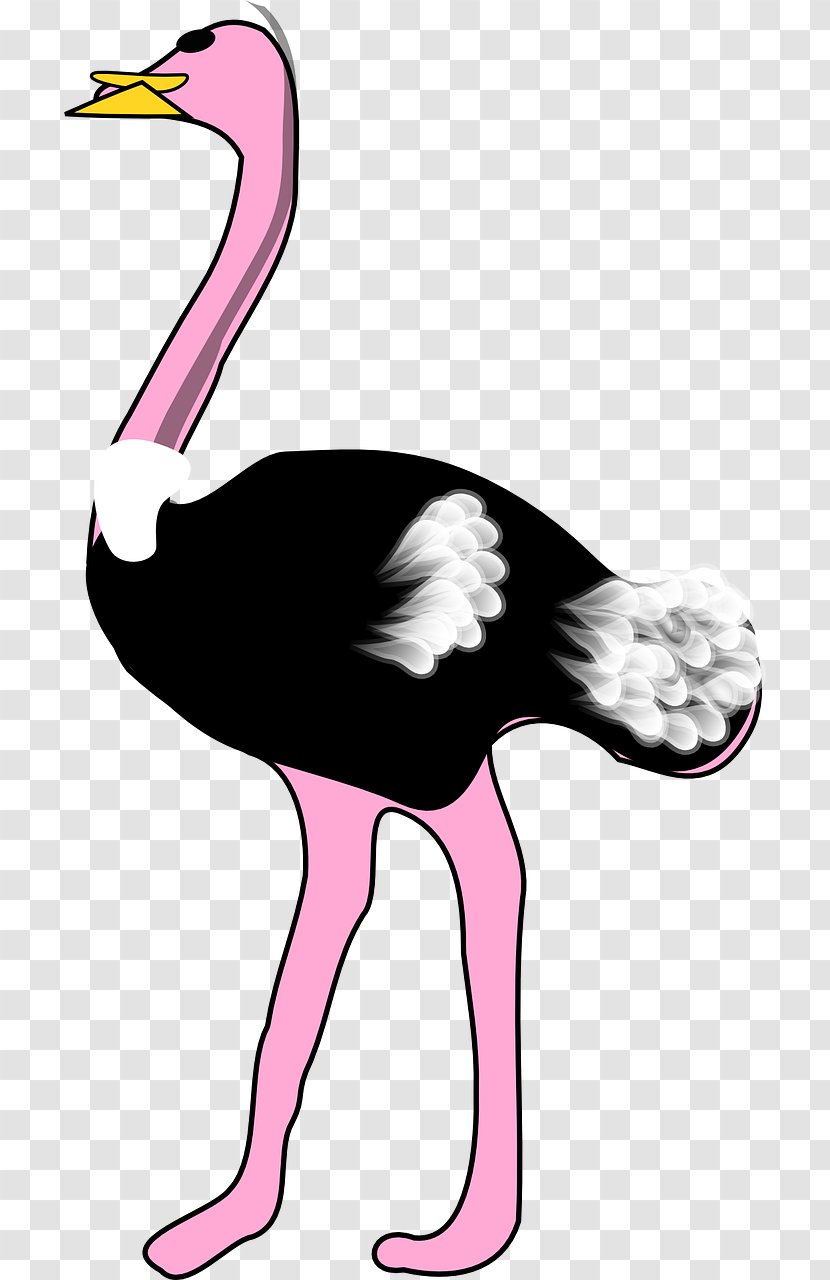 Common Ostrich Bird Clip Art - Royaltyfree - Strong Transparent PNG
