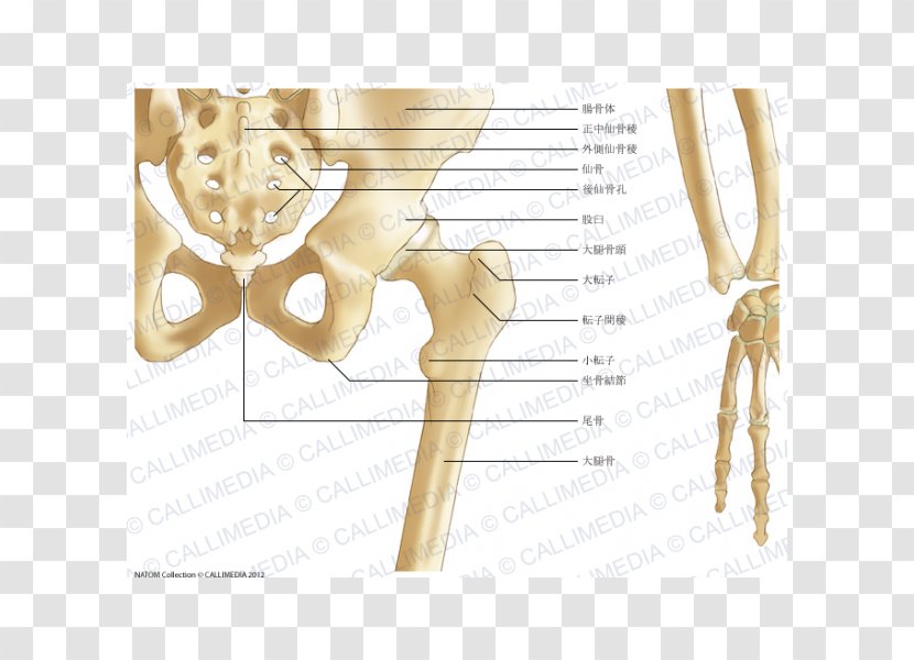 Pelvis Bone Forearm Ligament Hip - Flower - Intertrochanteric Crest Transparent PNG