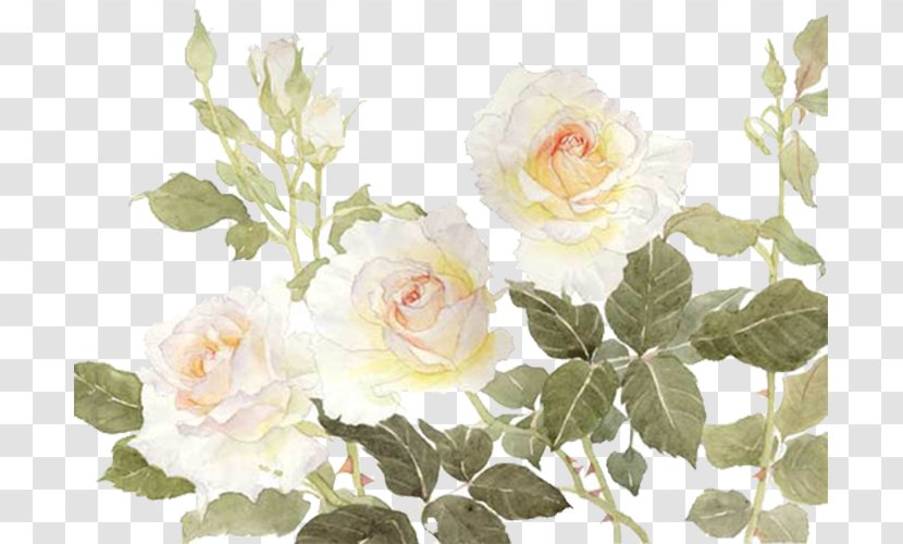 Garden Roses Centifolia Flower White - Flowers Transparent PNG