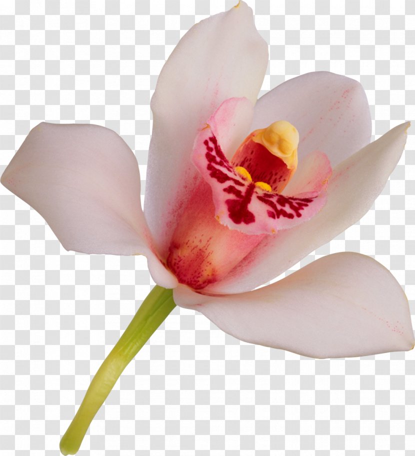 Flower Orchids Petal - Cut Flowers - Orchid Transparent PNG