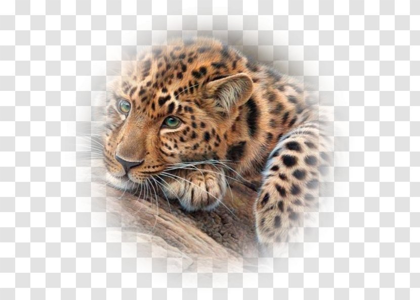 Jaguar Tiger Cheetah Bengal Cat Leopard Transparent PNG