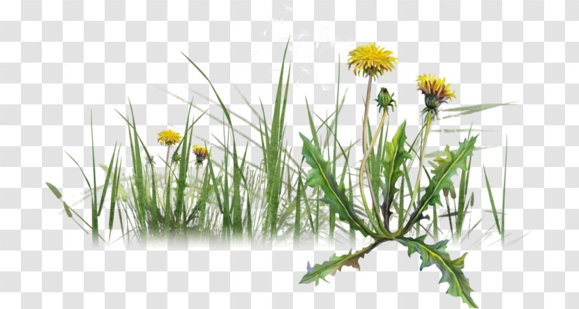 Image Dandelion Herbaceous Plant Plants - Daisy Family Transparent PNG