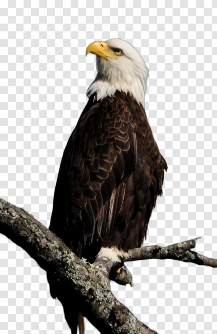 Bird Bald Eagle Of Prey Beak - Falconiformes Kite Transparent PNG