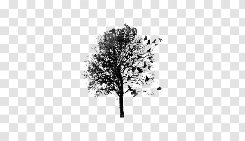 Tree Drawing Paper Lignin - Monochrome Transparent PNG