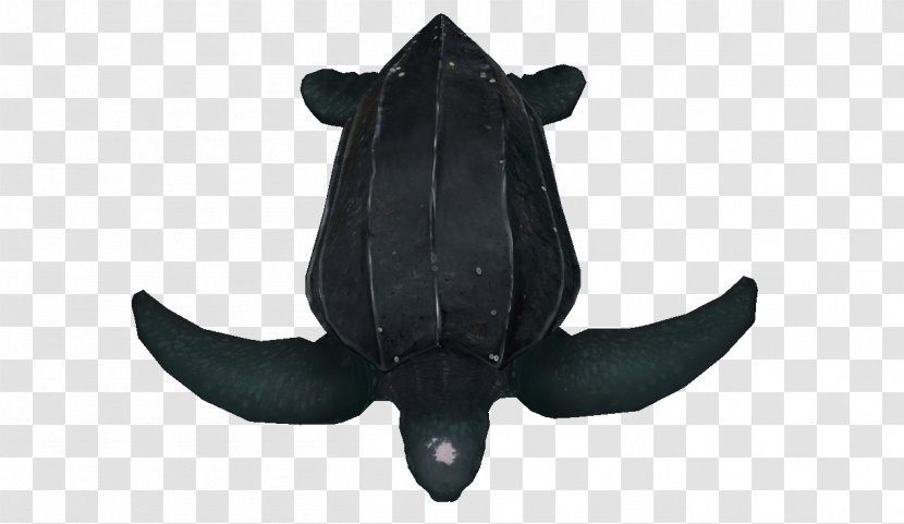 Marine Mammal - Turtle Illustration Transparent PNG