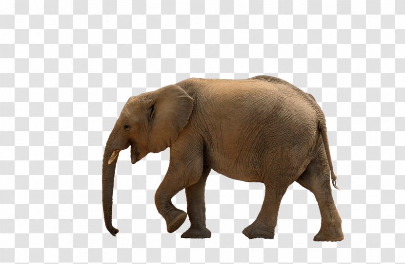 African Bush Elephant Asian Forest Clip Art - Indian - Elefant Transparent PNG