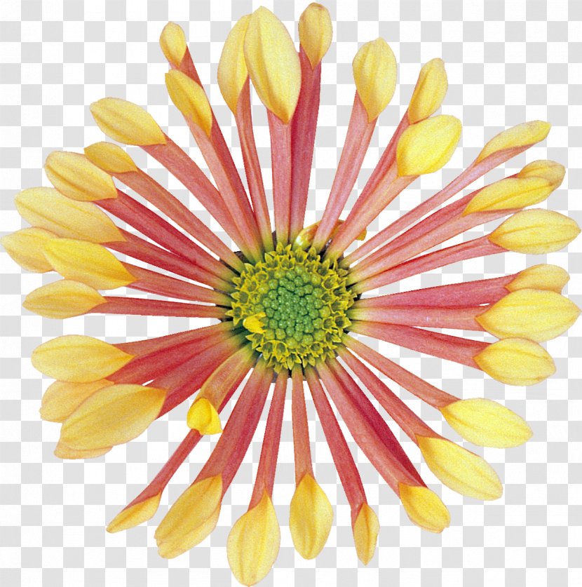 Cut Flowers Yellow Clip Art - Dahlia Transparent PNG