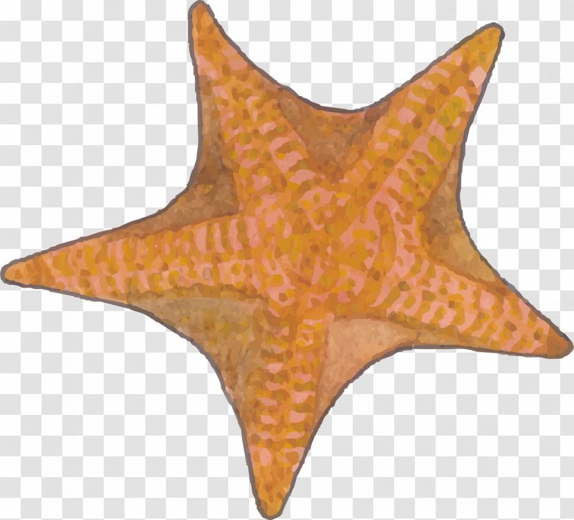 Starfish Euclidean Vector - Gratis - A Transparent PNG