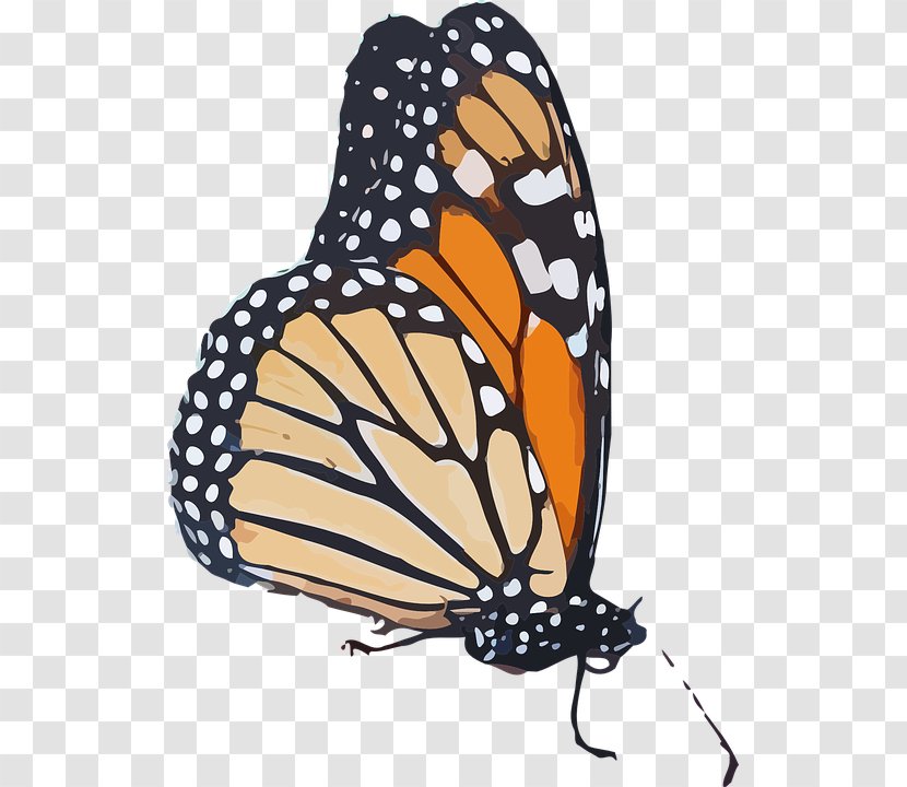 Monarch Butterfly Queen Insect Wing Clip Art - Invertebrate Transparent PNG