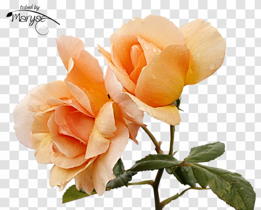 Garden Roses Cabbage Rose Floribunda Flower Petal - Oyster Card - Tubes Transparent PNG