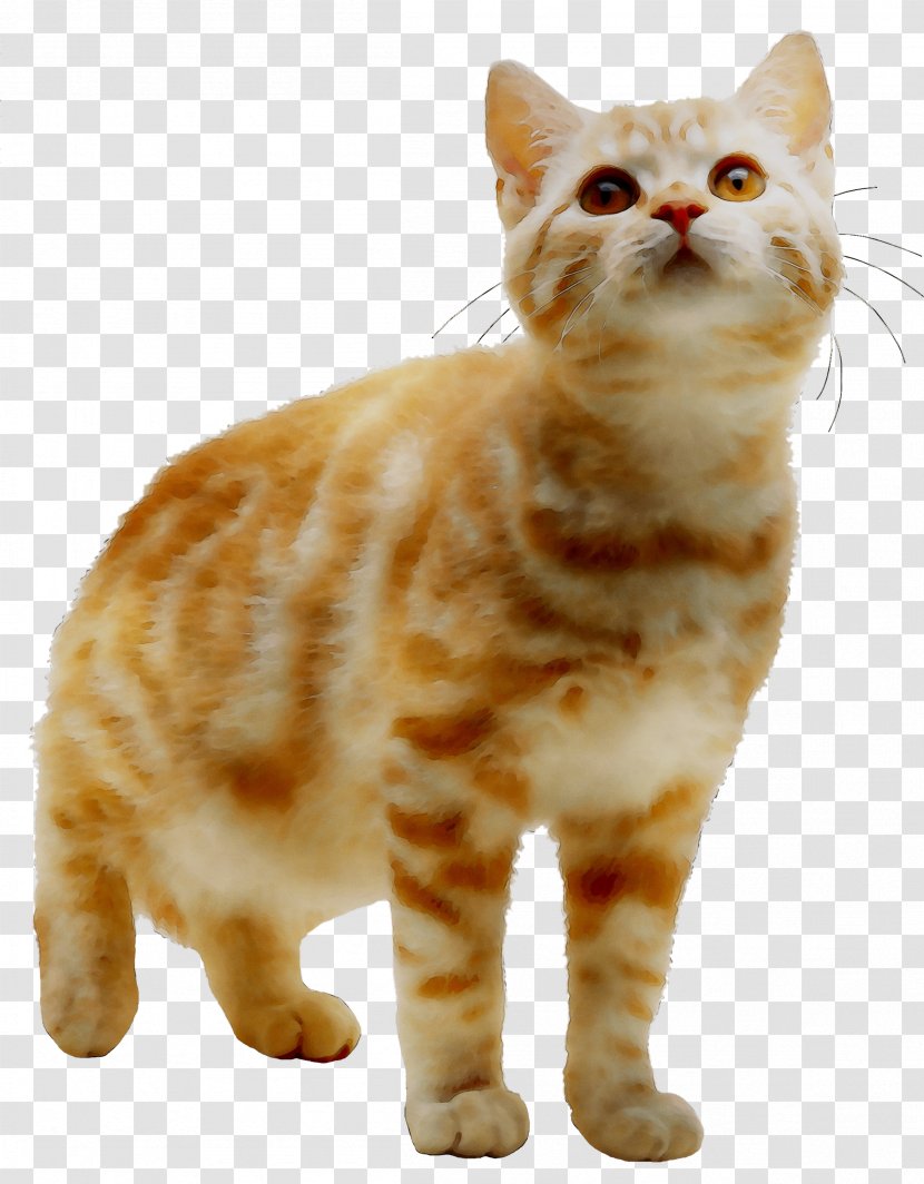 American Wirehair Shorthair Manx Cat Kurilian Bobtail Australian Mist - California Spangled - European Transparent PNG