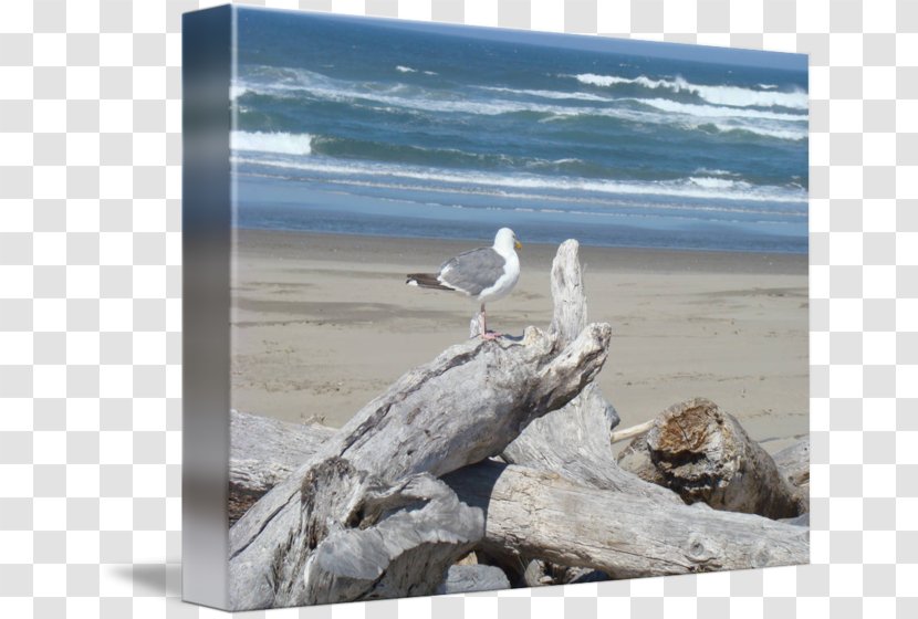 Shore Driftwood Gulls Art Sea - Sky Transparent PNG