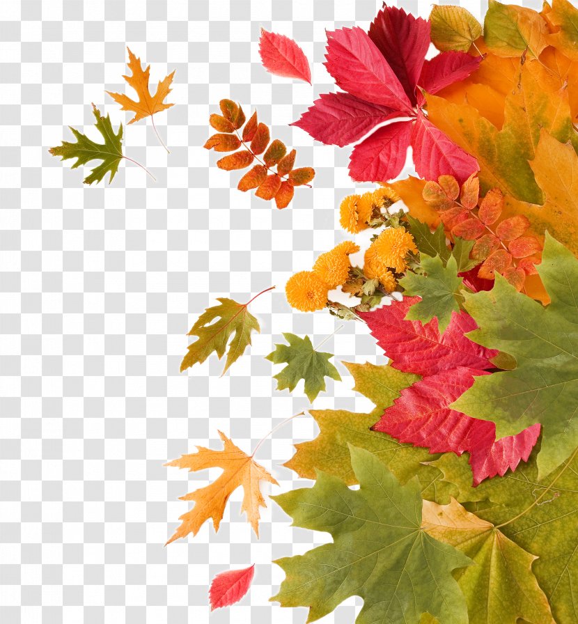 Autumn Leaf - Season - Leaves Decoration Transparent PNG