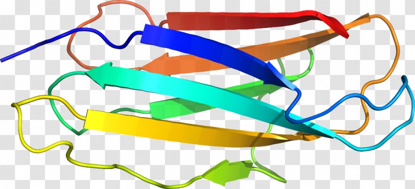 Goggles Clip Art Product Design Line - Area - Corticotropinreleasing Hormone Receptor 1 Transparent PNG